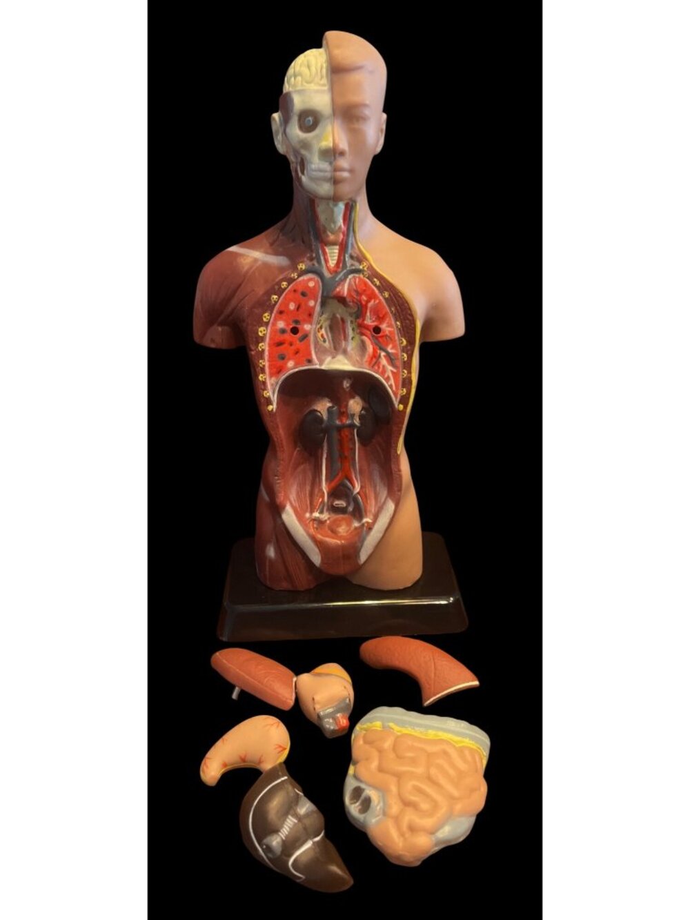 Human Anatomy Model Removable Organs Detailed Internal Systems Science Educati - Picture 6 of 8